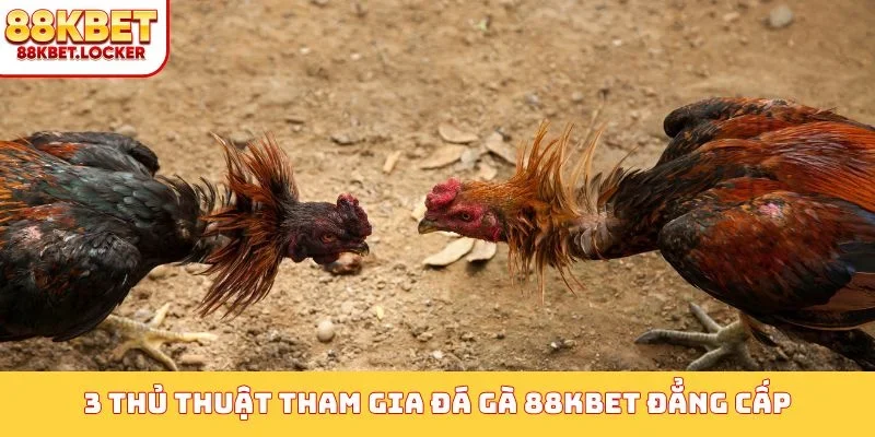 3 thủ thuật tham gia đá gà 88KBET đẳng cấp