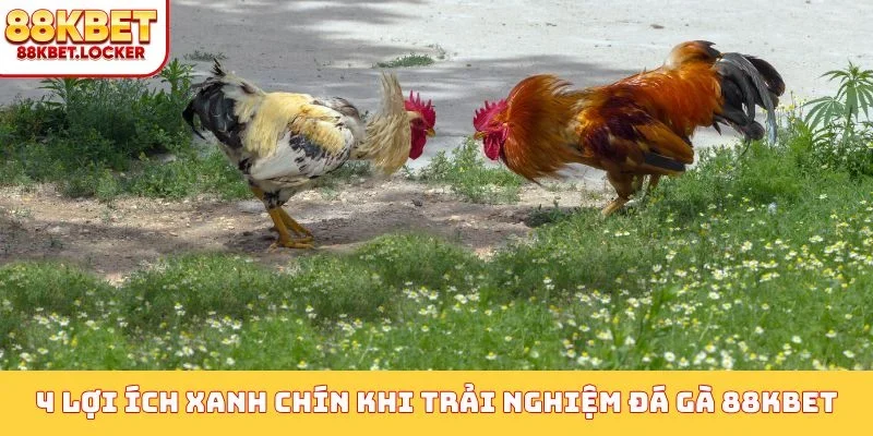 4 lợi ích xanh chín khi trải nghiệm đá gà 88KBET