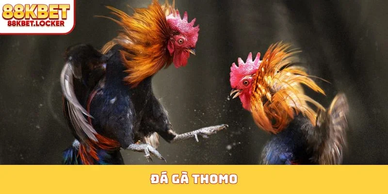 Đá gà thomo