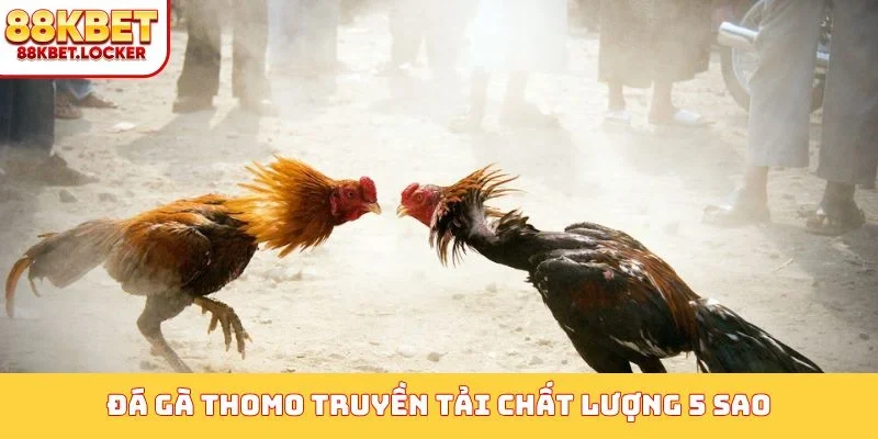 Đá gà Thomo truyền tải chất lượng 5 sao